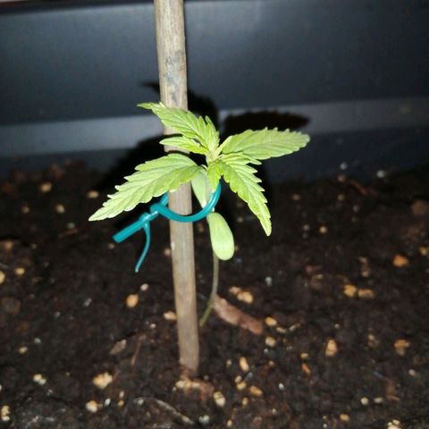 Unknown Weed #3 growlog timeline photo