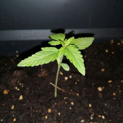 Unknown Weed #4 growlog timeline photo