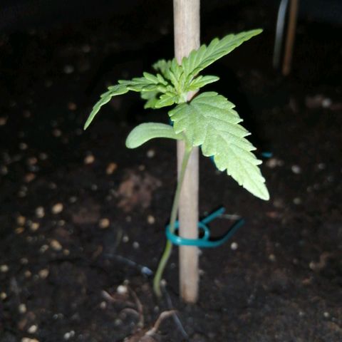 Unknown Weed #5 growlog timeline photo