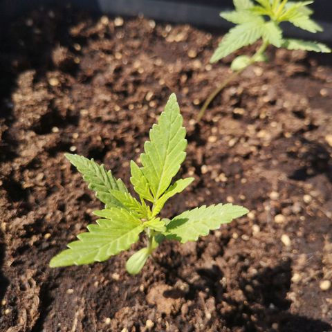 Unknown Weed #1 growlog timeline photo