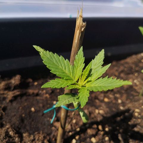 Unknown Weed #3 growlog timeline photo