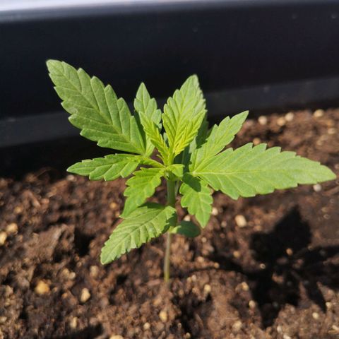 Unknown Weed #4 growlog timeline photo
