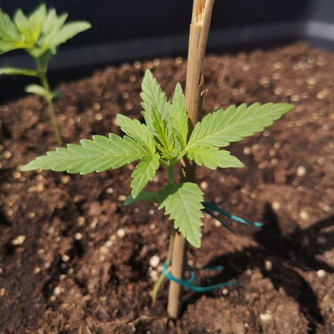 Unknown Weed #5 growlog timeline photo