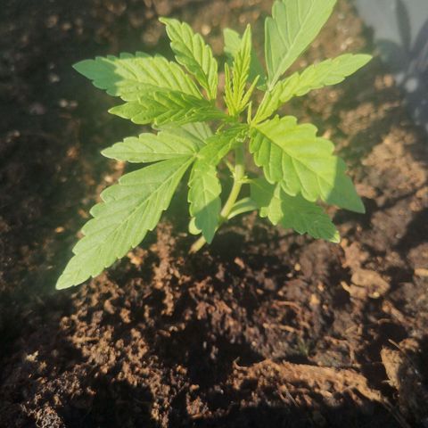 Unknown Weed #1 growlog timeline photo