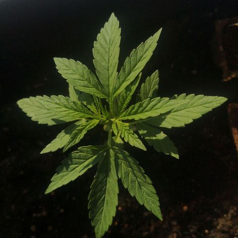 Unknown Weed #4 growlog timeline photo