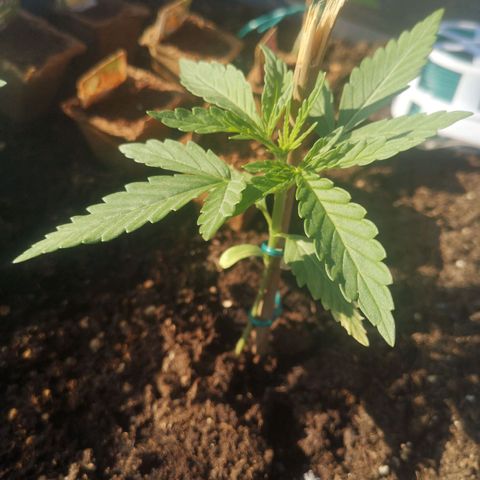 Unknown Weed #5 growlog timeline photo