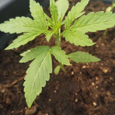 Unknown Weed #1 growlog timeline photo