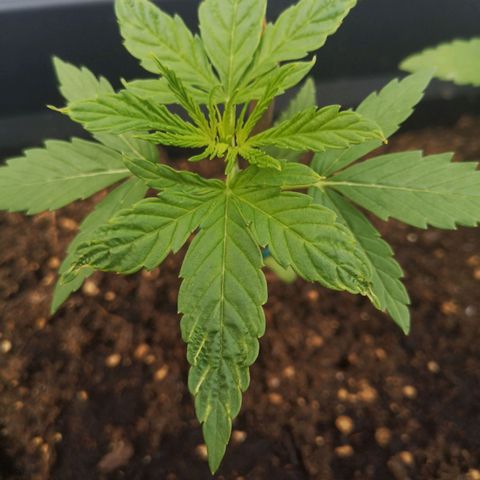 Unknown Weed #3 growlog photo: Les feuilles ressemblent à de la Frisian Duck, hybridation très rare. A suivre ! Peut être une piste pour en determiner la variété...