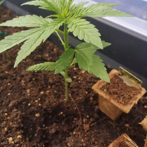 Unknown Weed #4 growlog timeline photo