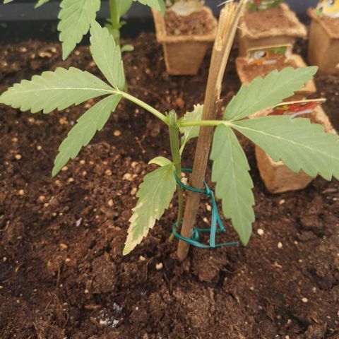 Unknown Weed #5 growlog photo: Main lining en préparation. 1 seul étage de feuilles en test vs #2. Topping fait avec des ciseaux stérilisés ! Wait & See..
