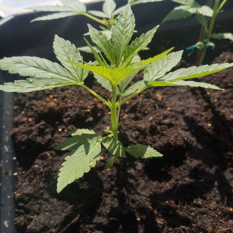 Unknown Weed #1 growlog timeline photo