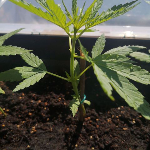 Unknown Weed #3 growlog timeline photo