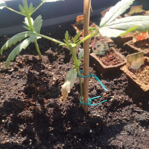 Unknown Weed #5 growlog photo: Topping au top! Les deux branches latérales arrivent :D