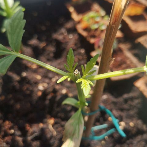 Unknown Weed #5 growlog photo: Topping au top! Les deux branches latérales arrivent :D