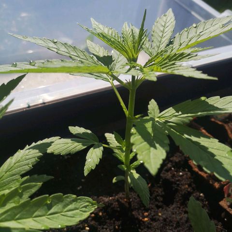 Unknown Weed #4 growlog timeline photo