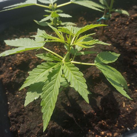 Unknown Weed #1 growlog timeline photo