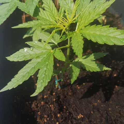 Unknown Weed #3 growlog timeline photo
