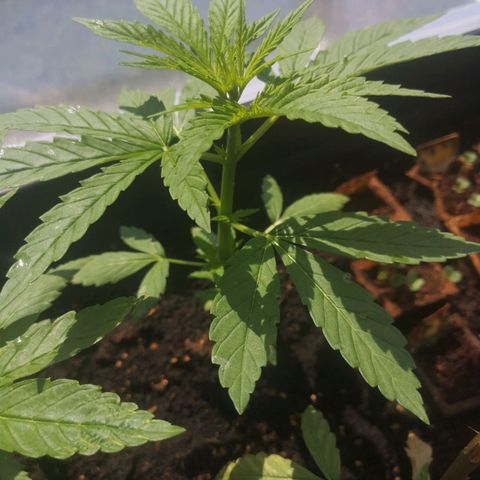 Unknown Weed #4 growlog timeline photo