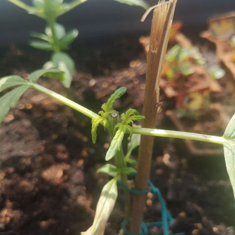 Unknown Weed #5 growlog timeline photo