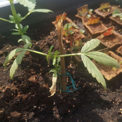 Unknown Weed #5 growlog photo: Après une nuit sans lumière sous cloche, a côté du radiateur, les futures Y-branches sont toutes ''rabougries''... ne pas laisser trop de chaleur la nuit a partir de maintenant.

De plus, les feuilles basses ont l'air de souffrir d'un trop gros apport d'engrais, prochain arrosage a l'eau claire.