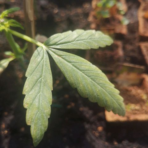 Unknown Weed #5 growlog timeline photo