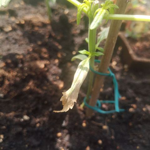 Unknown Weed #5 growlog timeline photo