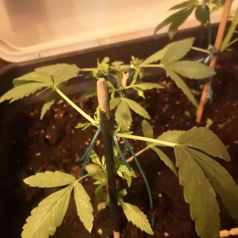 Unknown Weed #1 growlog timeline photo