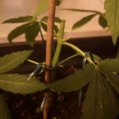 Unknown Weed #3 growlog timeline photo