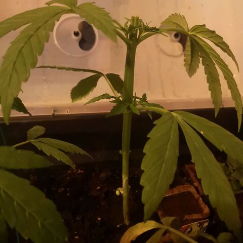Unknown Weed #4 growlog timeline photo