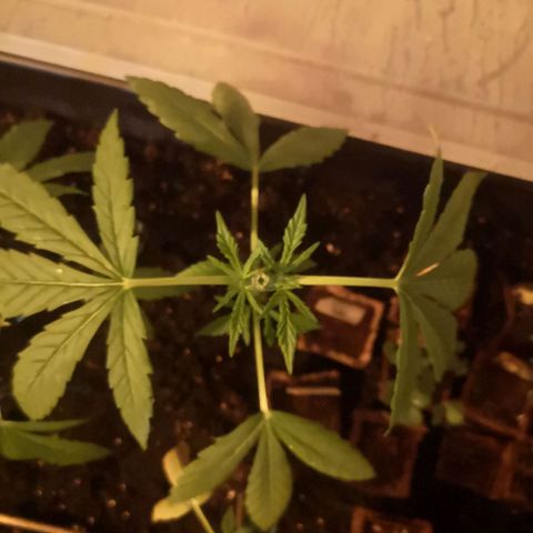 Unknown Weed #4 growlog timeline photo
