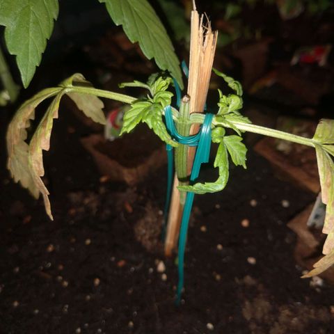 Unknown Weed #5 growlog timeline photo
