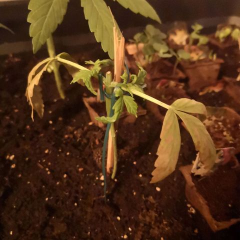 Unknown Weed #5 growlog timeline photo