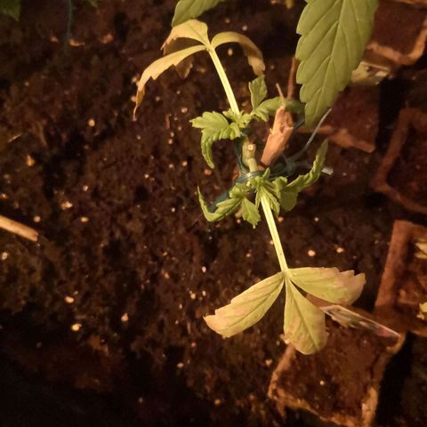 Unknown Weed #5 growlog timeline photo