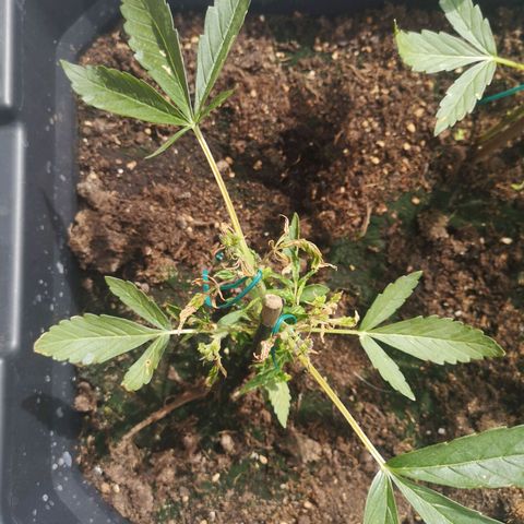 Unknown Weed #1 growlog timeline photo