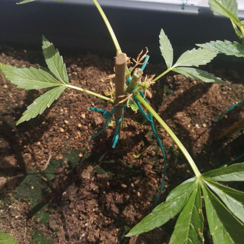 Unknown Weed #3 growlog timeline photo
