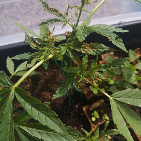 Unknown Weed #4 growlog timeline photo