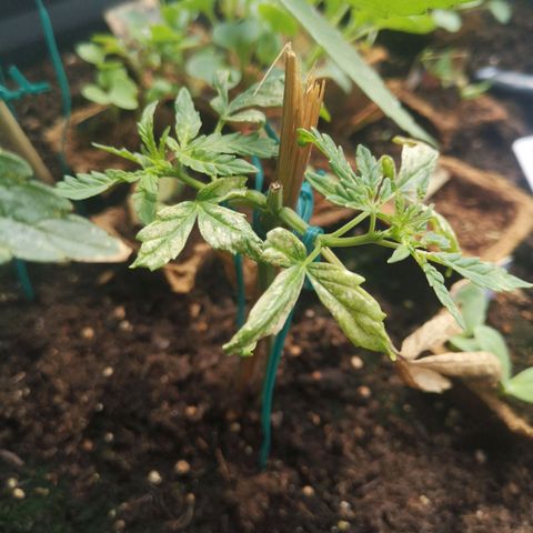 Unknown Weed #5 growlog timeline photo