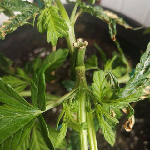 Unknown Weed #4 growlog timeline photo