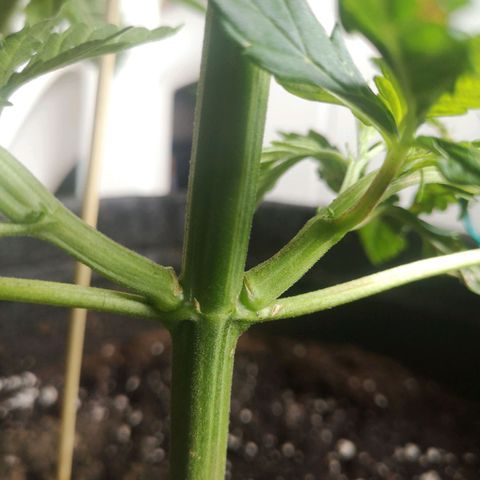 Unknown Weed #4 growlog timeline photo