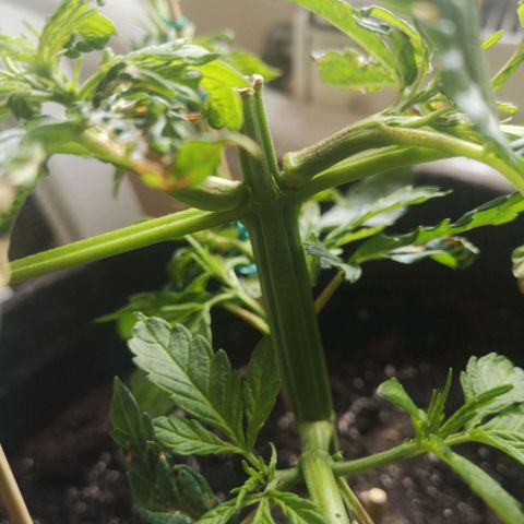Unknown Weed #4 growlog timeline photo