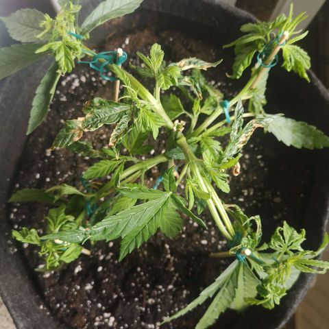Unknown Weed #4 growlog photo: Transplantée en pot de 25L aujourd'hui en debut de 6ème semaine
