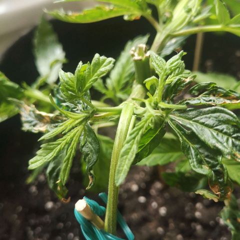 Unknown Weed #4 growlog timeline photo
