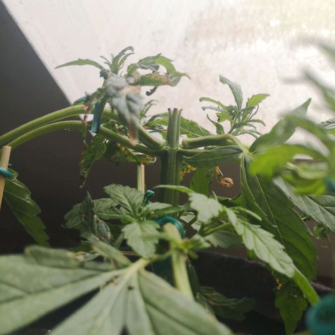 Unknown Weed #4 growlog timeline photo