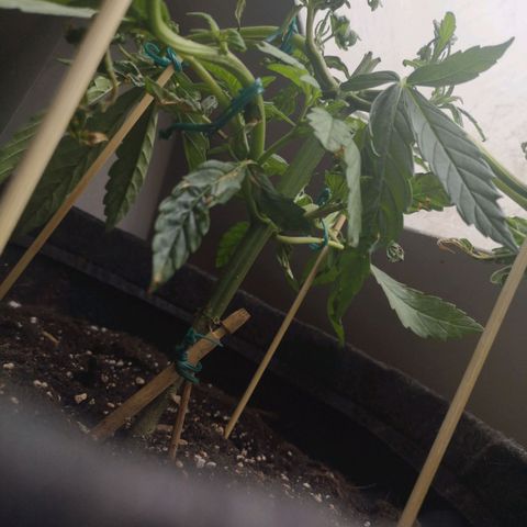 Unknown Weed #4 growlog timeline photo