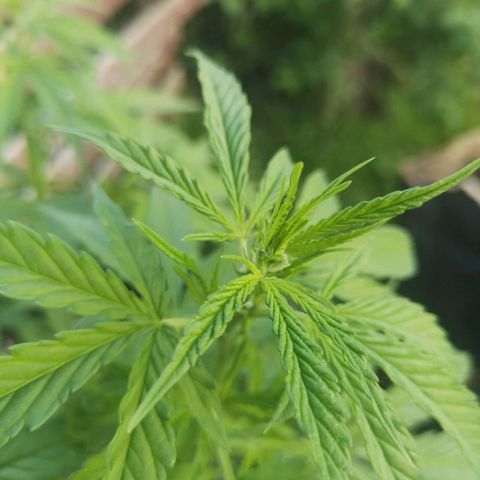Unknown Weed #4 growlog timeline photo