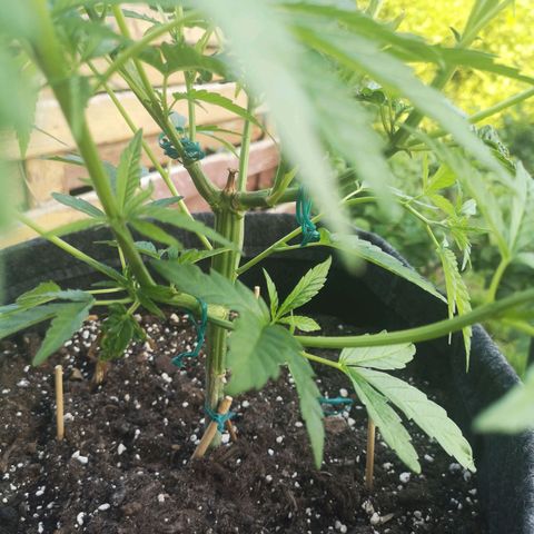 Unknown Weed #4 growlog timeline photo