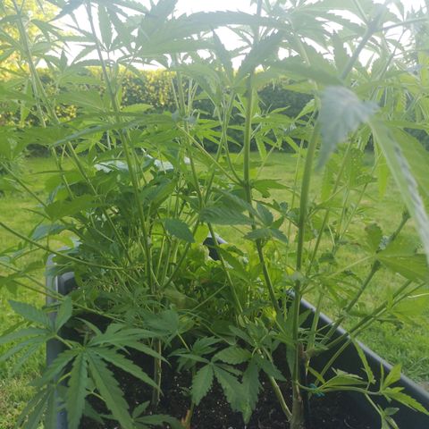Unknown Weed #4 growlog timeline photo