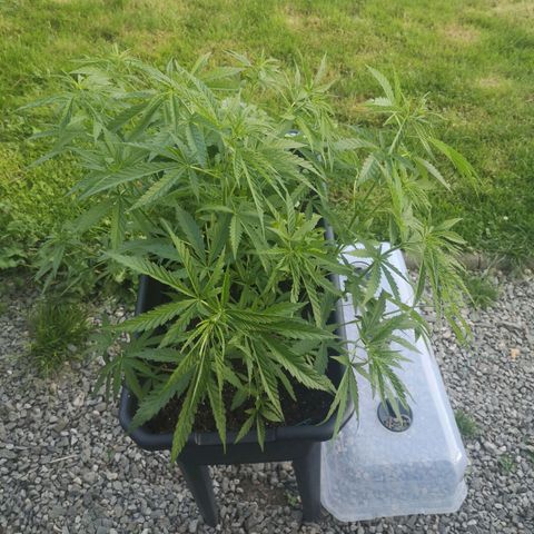 Unknown Weed #4 growlog timeline photo