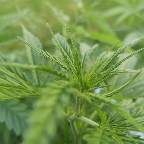 Unknown Weed #4 growlog timeline photo