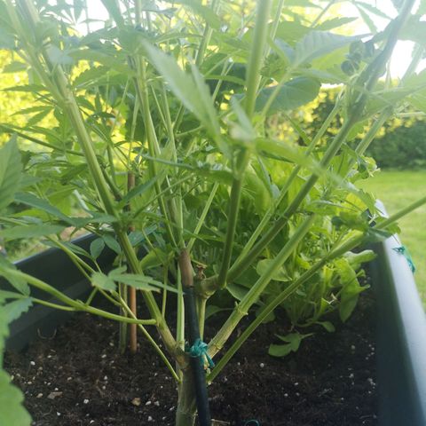Unknown Weed #4 growlog timeline photo